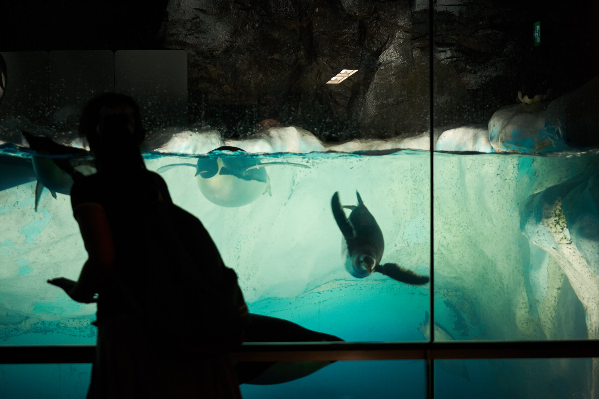 人影とペンギン水槽